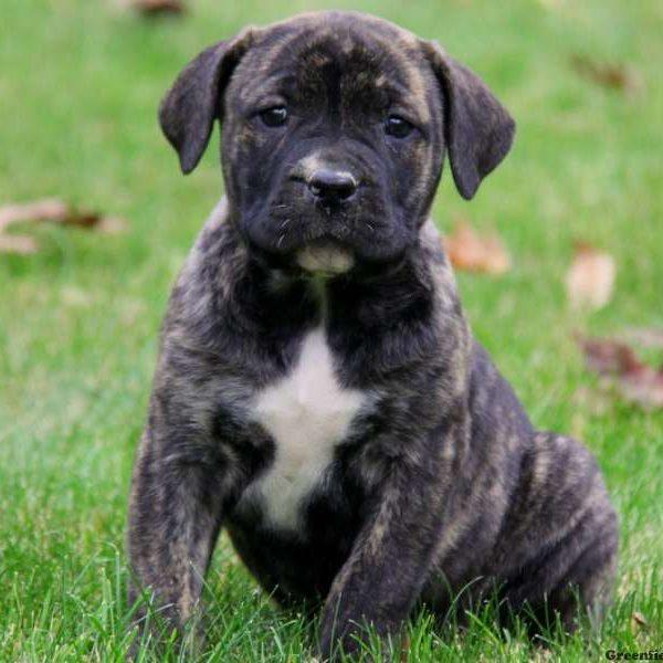 African Boerboel Mix Puppy