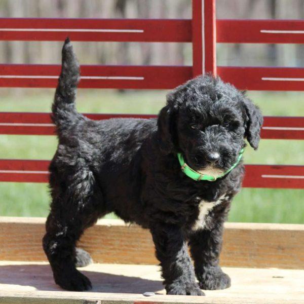 Airedoodle Puppy
